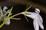 Canby's lobelia